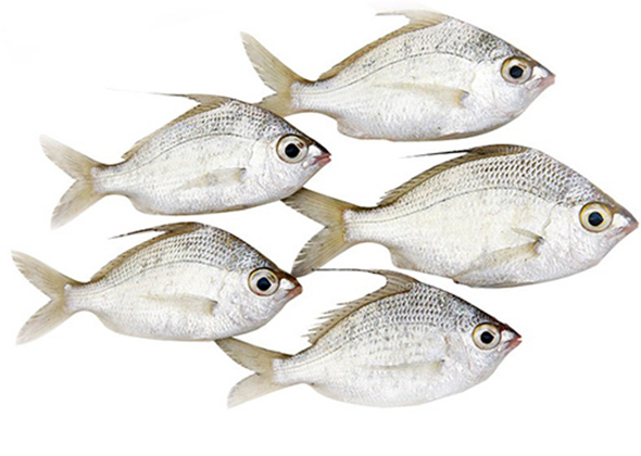 SILVER PERCH/PRACHI/PRACHIL/BADAH /PRANJI/ PAIYA /FISH