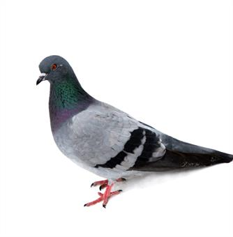 PIGEON  - WILD PIGEON (PRAVU)