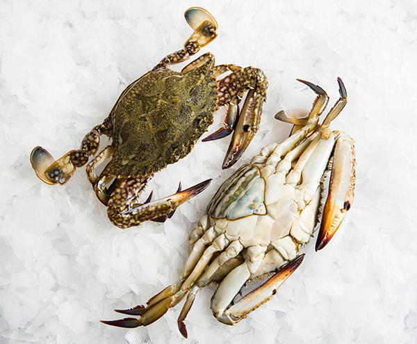 CRAB LOCAL CATCH -MEDIUM