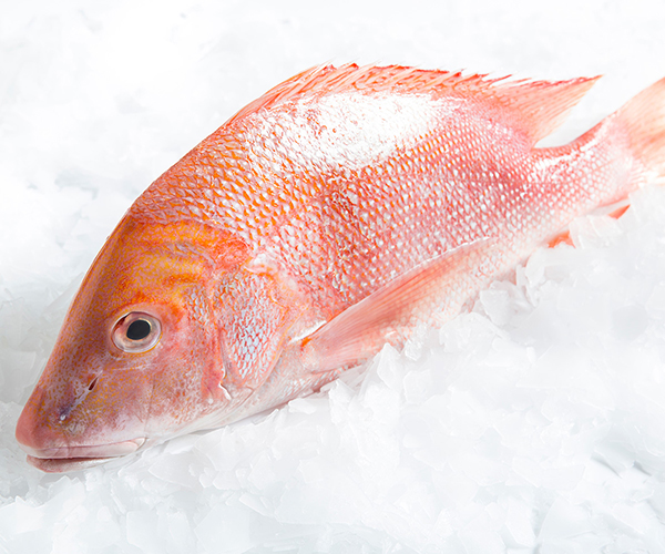 RED SNAPPER/REDSNAPPER