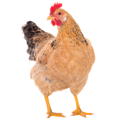 NATURALLY REARED FREE RANGE HEN BIG/COUNTRY CHICKEN HEN BIG