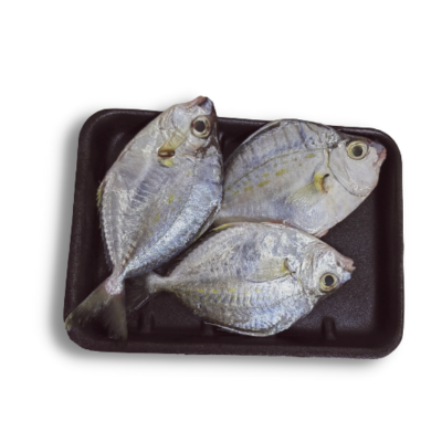 MULLAN FISH/PONY FISH/SILVER BELLIES MEDIUM