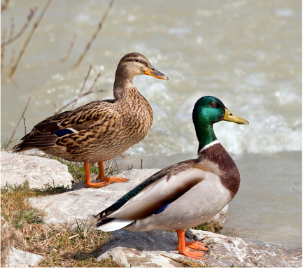 NATURALLY REARED DUCK/FREE RANGE DUCK/ KUTTANADAN DUCK WITH SKIN