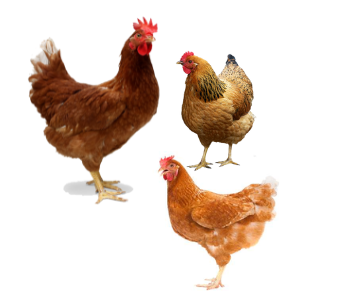 NATURALLY REARED FREE RANGE CHICKEN MEDIUM/COUNTRY CHICKEN MEDIUM/NATTUKOZHI