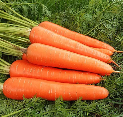 CARROT CHINA