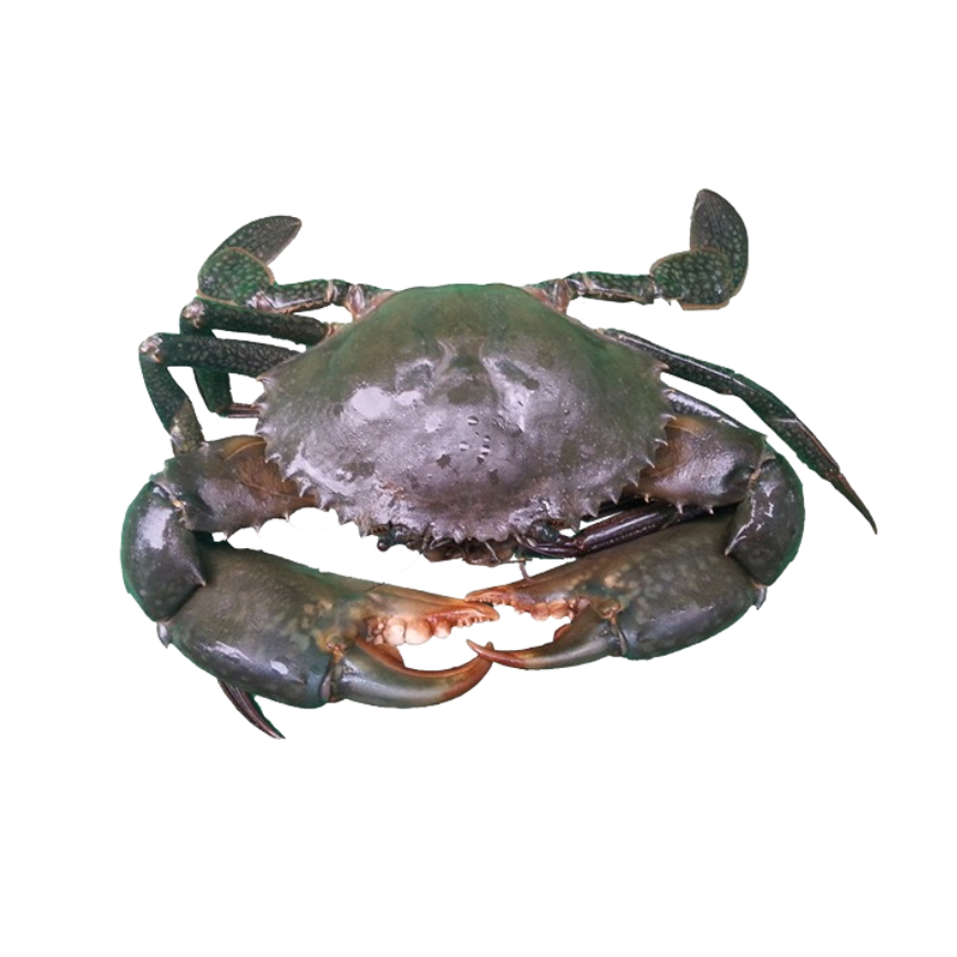 MUD CRAB